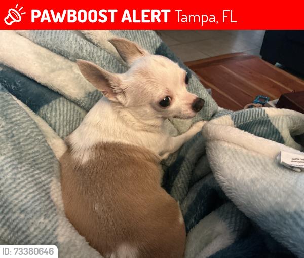 Lost Female Dog last seen walmart, mcdonalds, publix, applebees, Tampa, FL 33616