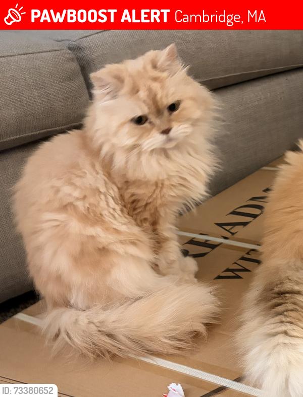 Lost Male Cat last seen Kirkland street, Cambridge, MA 02138