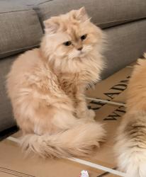 Lost Male Cat last seen Kirkland street, Cambridge, MA 02138