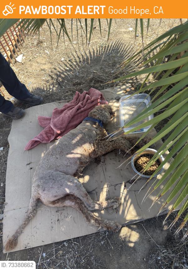 Found/Stray Unknown Dog last seen Mapes Rd and McPherson, Good Hope, CA 92570