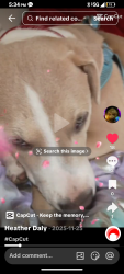 Lost Female Dog last seen Near bright star place, Stockton, CA 95209