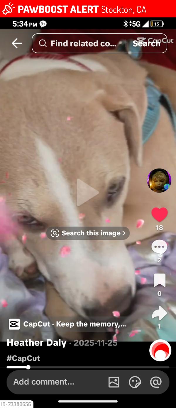 Lost Female Dog last seen Near bright star place, Stockton, CA 95209