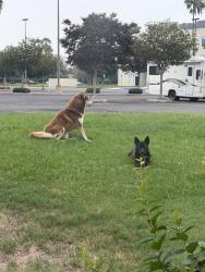 Found/Stray Unknown Dog last seen Medical Center Drive and 7th near CHSB, San Bernardino, CA 92411