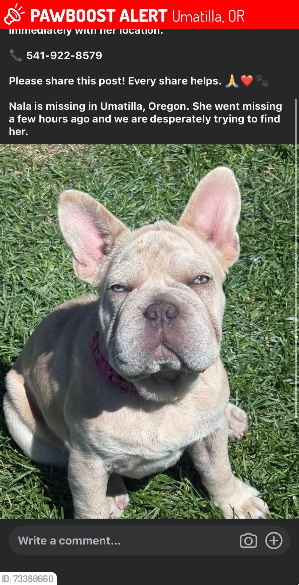Lost Female Dog last seen Pine tree avenue & blue bird drive, Umatilla, OR 97882