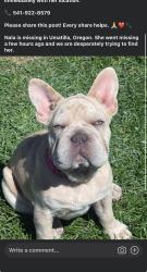 Lost Female Dog last seen Pine tree avenue & blue bird drive, Umatilla, OR 97882
