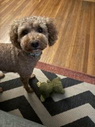 Lost Male Dog last seen Clime Rd near CVS, Columbus, OH 43223