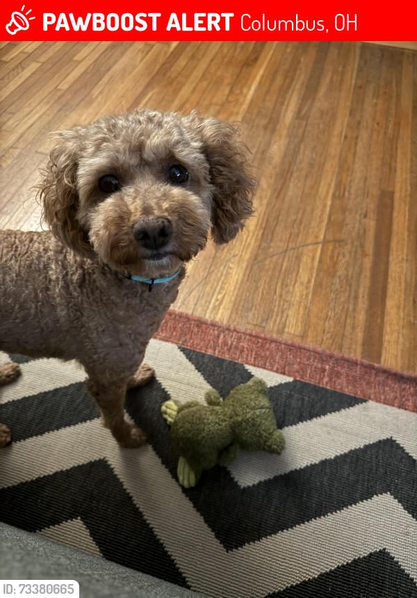 Lost Male Dog last seen Clime Rd near CVS, Columbus, OH 43223