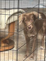 Reunited Female Dog last seen 68st / Exeter, Scottsdale, AZ 85251