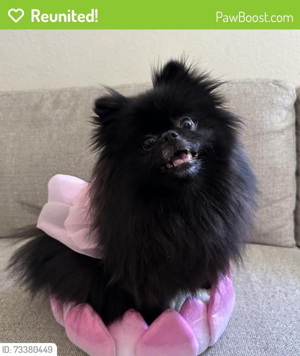 Reunited Female Dog last seen Near Ramish dr, San Jose, CA 95131