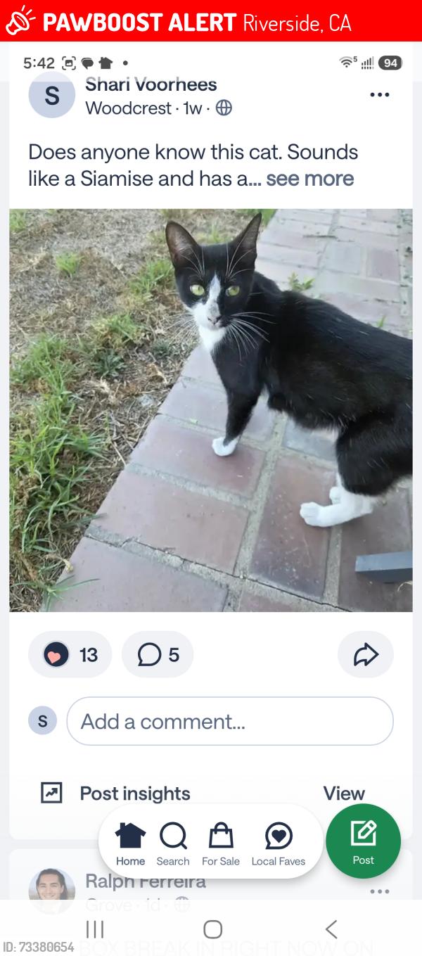 Lost Female Cat last seen VAN BUREN & PORTER, Riverside, CA 92504