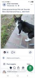 Lost Female Cat last seen VAN BUREN & PORTER, Riverside, CA 92504