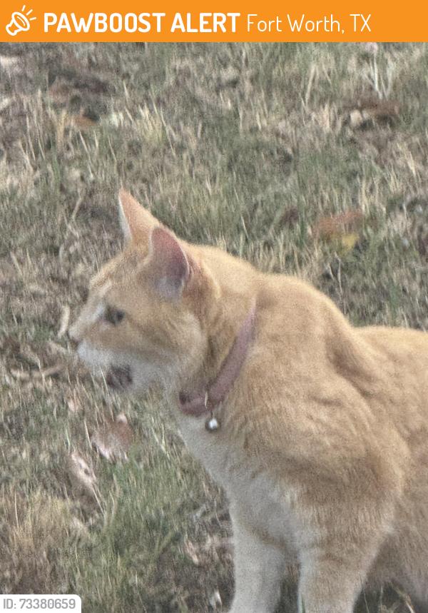 Found/Stray Female Cat last seen Trinity Trail Rd, Fort Worth, TX 76118