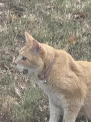 Found/Stray Female Cat last seen Trinity Trail Rd, Fort Worth, TX 76118