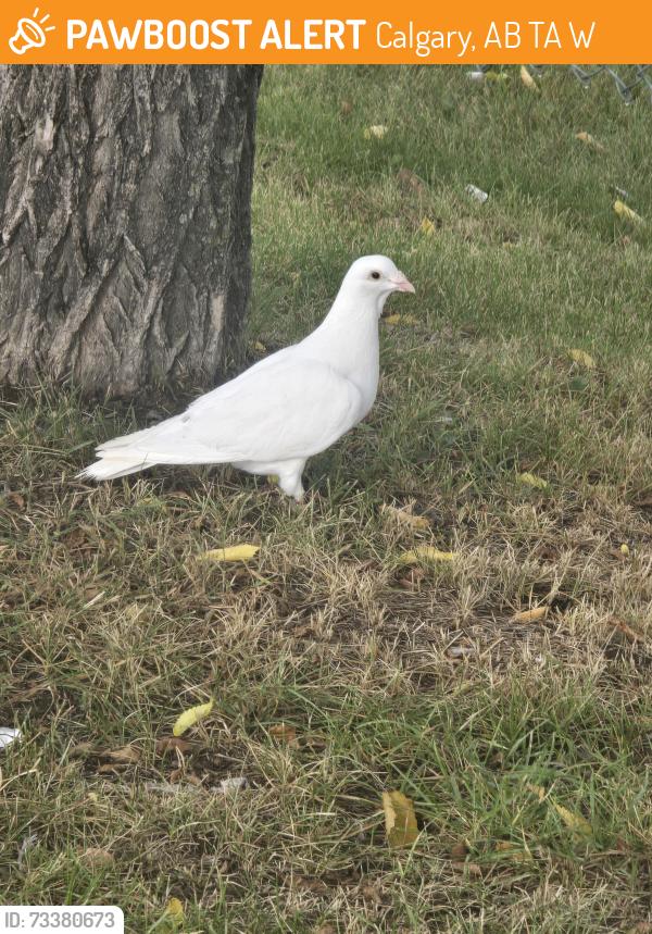 Found/Stray Unknown Bird last seen Across street from Elliston park, Calgary, AB T2A 0W5