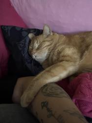 Lost Male Cat last seen Egan & Green Meadows Blvd, Streamwood, IL 60107