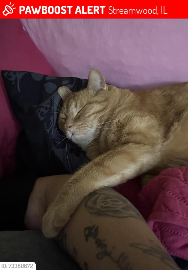 Lost Male Cat last seen Egan & Green Meadows Blvd, Streamwood, IL 60107