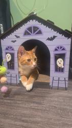 Lost Female Cat last seen Wicke and central rd des plaines IL, Des Plaines, IL 60018