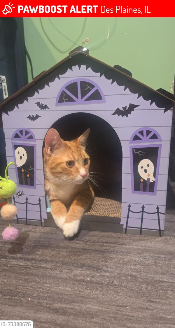 Lost Female Cat last seen Wicke and central rd des plaines IL, Des Plaines, IL 60018