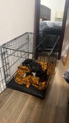 Lost Male Dog last seen Near blanda court, Belen, NM 87002