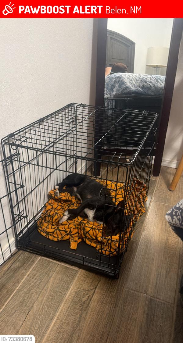 Lost Male Dog last seen Near blanda court, Belen, NM 87002