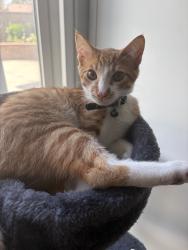 Lost Male Cat last seen Basswood,cyprus, possibly summit, Fontana, CA 92336
