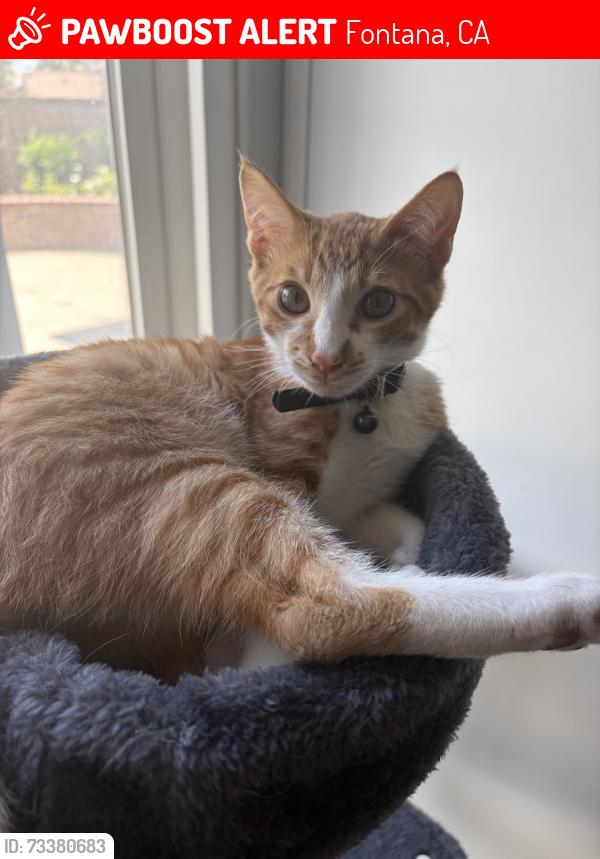 Lost Male Cat last seen Basswood,cyprus, possibly summit, Fontana, CA 92336