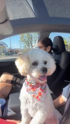 Reunited Male Dog last seen Alta Avenue and Beverly Blvd, Whittier, CA 90601