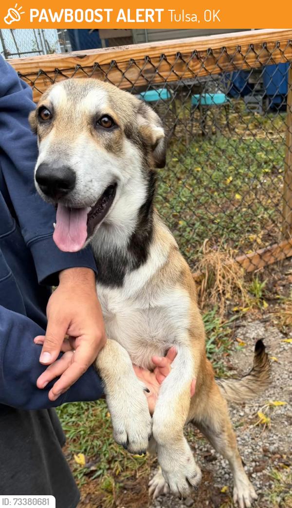 Found/Stray Male Dog last seen Pine and Peoria, Tulsa, OK 74106