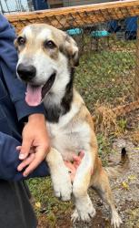 Found/Stray Male Dog last seen Pine and Peoria, Tulsa, OK 74106