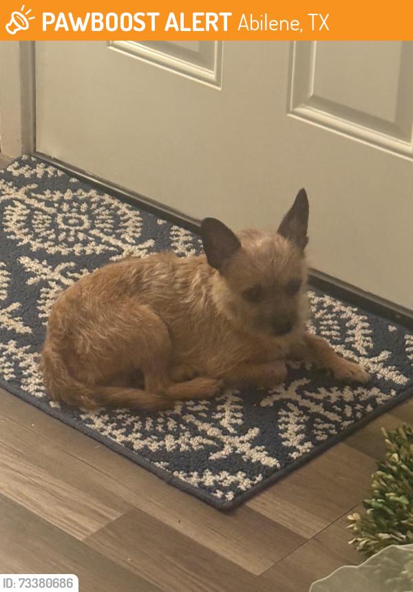 Found/Stray Male Dog last seen Cooper High School, Abilene, TX 79602