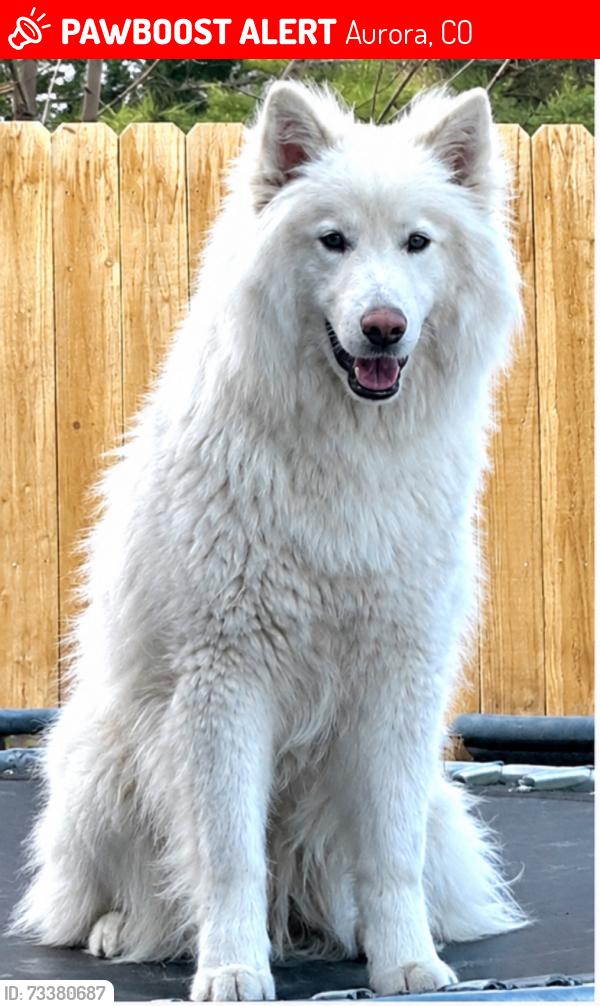 Lost Male Dog last seen Parkview and Troy st, Aurora, CO 80010