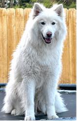 Lost Male Dog last seen Parkview and Troy st, Aurora, CO 80010