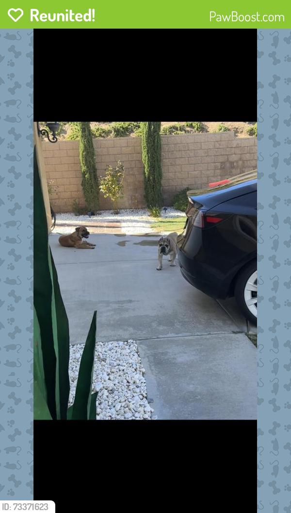 Reunited Male Dog last seen Lynx Way, Palmdale, CA 93551, USA, Palmdale, CA 93551