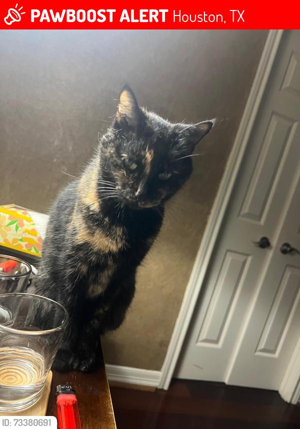 Lost Female Cat last seen Forrest Valley and Timber Crest, Houston, TX 77065