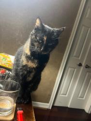Lost Female Cat last seen Forrest Valley and Timber Crest, Houston, TX 77065