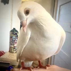 Lost Male Bird last seen Garvey Ave, Mabel Ave and Atlantic Ave, Los Angeles, CA 90033