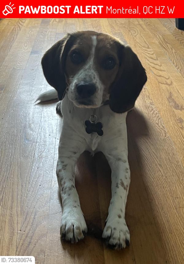Lost Male Dog last seen Near 39 rue, Montréal, QC H1Z 1W3