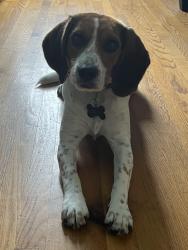Lost Male Dog last seen Near 39 rue, Montréal, QC H1Z 1W3