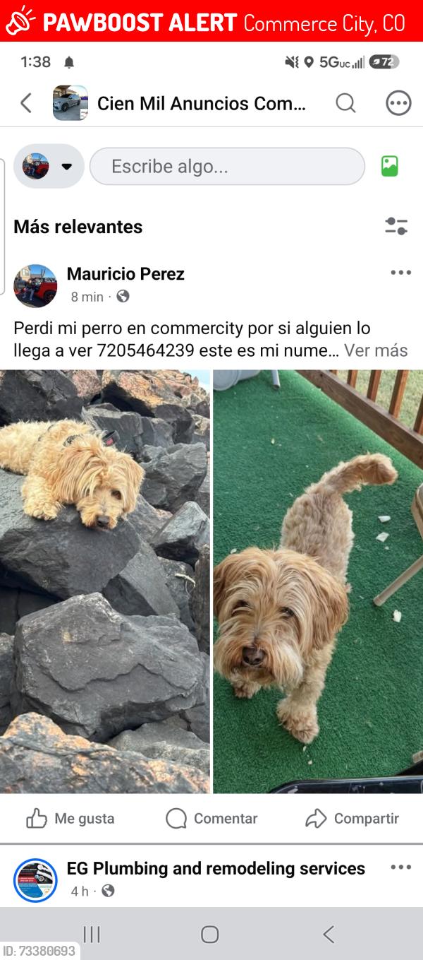 Lost Male Dog last seen Comercity co, Commerce City, CO 80022