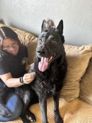 Reunited Female Dog last seen Nicholas and Villa Venecia, Temecula, CA 92591