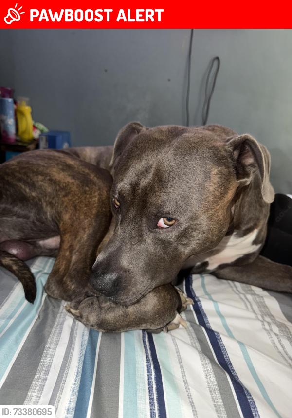 Lost Male Dog last seen 34th Lasalle st, Dimmick Township, IL 61301