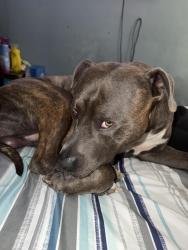 Lost Male Dog last seen 34th Lasalle st, Dimmick Township, IL 61301
