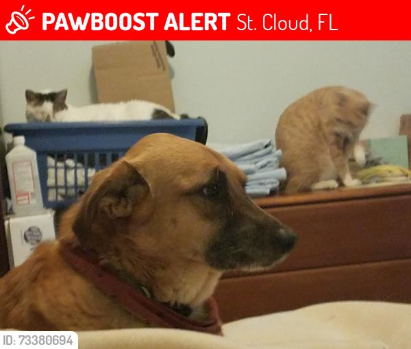 Lost Female Dog last seen Near Settlers trail, St. Cloud, FL 34772
