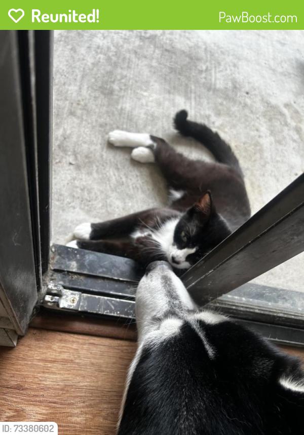 Reunited Female Cat last seen Yorktown & Huntington St, Huntington Beach, CA 92648