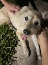 Reunited Male Dog last seen Big Bend and Canyon Dr in West Park Subdivision, Keller, TX 76248