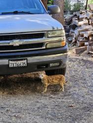 Lost Male Cat last seen Names, Alta Sierra, CA 95949