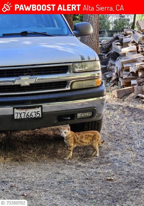 Lost Male Cat last seen Names, Alta Sierra, CA 95949