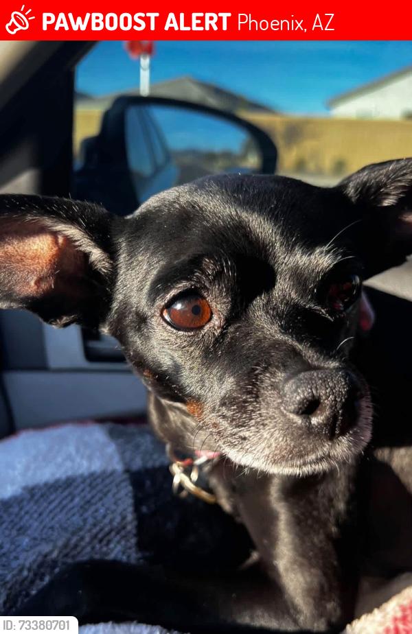 Lost Female Dog last seen 59th & BASELINE - MCDOWELL, Phoenix, AZ 85041