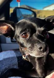 Lost Female Dog last seen 59th & BASELINE - MCDOWELL, Phoenix, AZ 85041