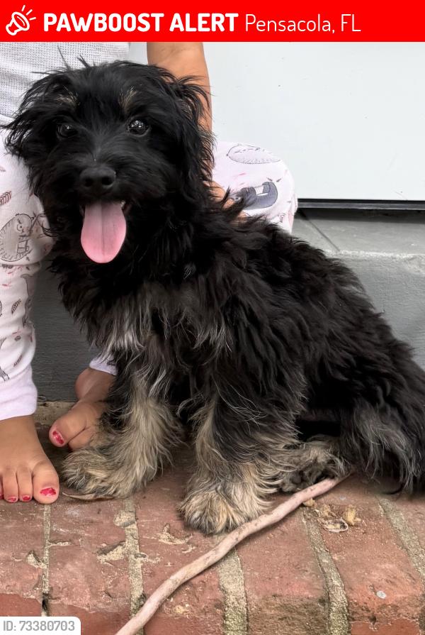 Lost Male Dog last seen N Green St Pensacola Fl cross the Jackson St Pensacola Fl, Pensacola, FL 32505